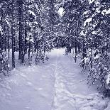 Snow Path in Winter Forest-beerkoff-Photographic Print