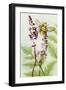 Bees Amongst the Liriope-Trudy Rice-Framed Art Print