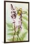 Bees Amongst the Liriope-Trudy Rice-Framed Art Print