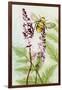 Bees Amongst the Liriope-Trudy Rice-Framed Art Print