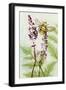 Bees Amongst the Liriope-Trudy Rice-Framed Art Print