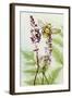 Bees Amongst the Liriope-Trudy Rice-Framed Art Print