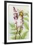 Bees Amongst the Liriope-Trudy Rice-Framed Art Print