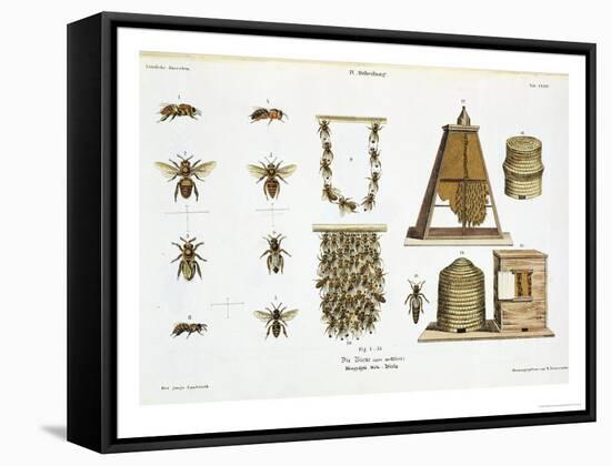 Bees and Bee-Keeping, from "The Young Landsman," Published Vienna, 1845-Matthias Trentsensky-Framed Stretched Canvas