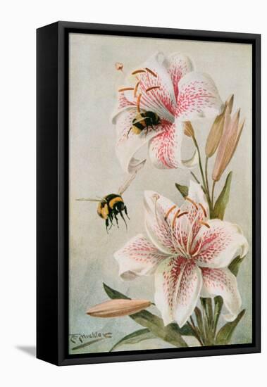 Bees and Lilies, Illustration from 'stories of Insect Life' by William J. Claxton, 1912-Louis Fairfax Muckley-Framed Stretched Canvas