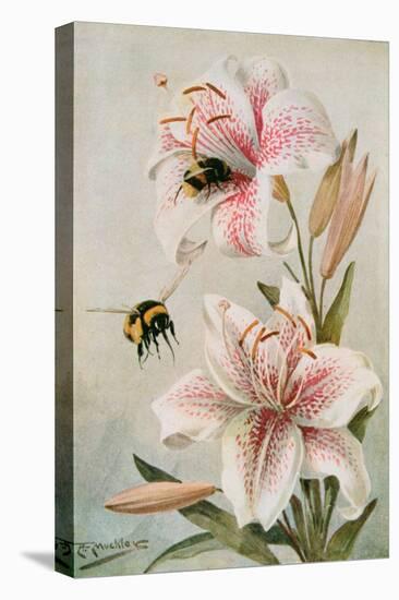 Bees and Lilies, Illustration from 'stories of Insect Life' by William J. Claxton, 1912-Louis Fairfax Muckley-Stretched Canvas