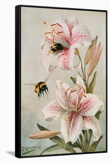 Bees and Lilies, Illustration from 'stories of Insect Life' by William J. Claxton, 1912-Louis Fairfax Muckley-Framed Stretched Canvas