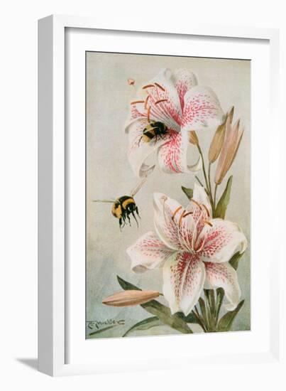 Bees and Lilies, Illustration from 'stories of Insect Life' by William J. Claxton, 1912-Louis Fairfax Muckley-Framed Giclee Print