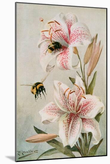 Bees and Lilies, Illustration from 'stories of Insect Life' by William J. Claxton, 1912-Louis Fairfax Muckley-Mounted Giclee Print