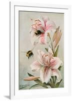 Bees and Lilies, Illustration from 'stories of Insect Life' by William J. Claxton, 1912-Louis Fairfax Muckley-Framed Giclee Print