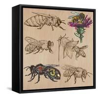 Bees, Beekeeping, and Honey-KUCO-Framed Stretched Canvas