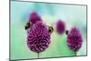 Bees on Allium Sphaerocephalon. Allium Drumstick, also known as Sphaerocephalon, Produces Two-Toned-Onelia Pena-Mounted Photographic Print