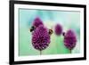 Bees on Allium Sphaerocephalon. Allium Drumstick, also known as Sphaerocephalon, Produces Two-Toned-Onelia Pena-Framed Photographic Print