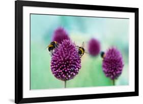 Bees on Allium Sphaerocephalon. Allium Drumstick, also known as Sphaerocephalon, Produces Two-Toned-Onelia Pena-Framed Photographic Print