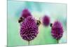 Bees on Allium Sphaerocephalon. Allium Drumstick, also known as Sphaerocephalon, Produces Two-Toned-Onelia Pena-Mounted Photographic Print