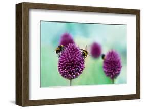 Bees on Allium Sphaerocephalon. Allium Drumstick, also known as Sphaerocephalon, Produces Two-Toned-Onelia Pena-Framed Photographic Print