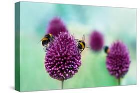 Bees on Allium Sphaerocephalon. Allium Drumstick, also known as Sphaerocephalon, Produces Two-Toned-Onelia Pena-Stretched Canvas