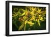 Bees on Flowers-Stephen Arens-Framed Photographic Print