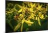 Bees on Flowers-Stephen Arens-Mounted Photographic Print