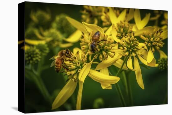 Bees on Flowers-Stephen Arens-Stretched Canvas