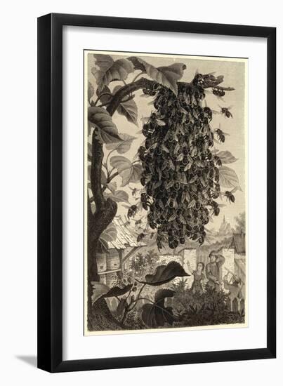 Bees Swarming in a Walled Garden-null-Framed Art Print