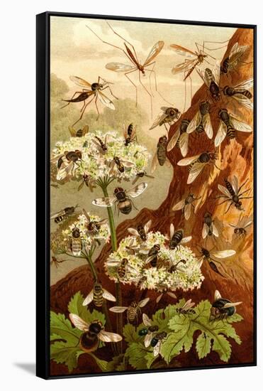 Bees-F.W. Kuhnert-Framed Stretched Canvas