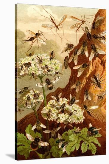 Bees-F.W. Kuhnert-Stretched Canvas