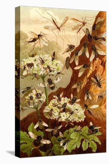 Bees-F.W. Kuhnert-Stretched Canvas