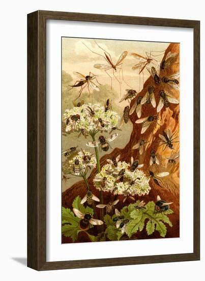 Bees-F.W. Kuhnert-Framed Art Print