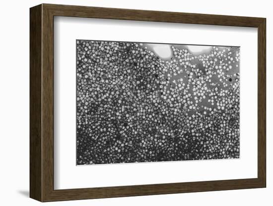 Beet juice and salt crystals-Zandria Muench Beraldo-Framed Photographic Print