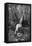 Beethoven, 1906-Franz Hanfstaengl-Framed Stretched Canvas