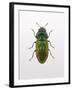 Beetle 1-Design Fabrikken-Framed Photographic Print