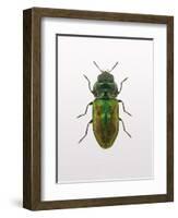 Beetle 1-Design Fabrikken-Framed Photographic Print