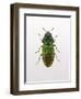 Beetle 1-Design Fabrikken-Framed Photographic Print