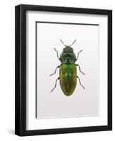 Beetle 1-Design Fabrikken-Framed Photographic Print