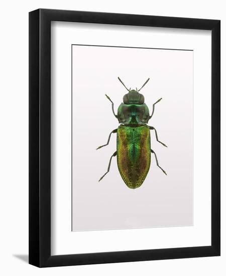 Beetle 1-Design Fabrikken-Framed Photographic Print