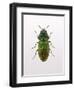Beetle 1-Design Fabrikken-Framed Photographic Print
