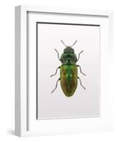 Beetle 1-Design Fabrikken-Framed Photographic Print