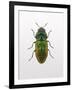 Beetle 1-Design Fabrikken-Framed Photographic Print