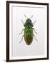 Beetle 1-Design Fabrikken-Framed Premium Photographic Print