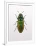 Beetle 1-Design Fabrikken-Framed Premium Photographic Print