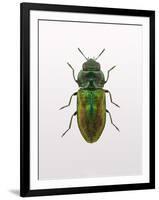 Beetle 1-Design Fabrikken-Framed Premium Photographic Print