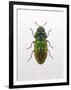 Beetle 1-Design Fabrikken-Framed Premium Photographic Print