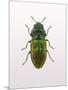 Beetle 1-Design Fabrikken-Mounted Premium Photographic Print