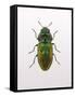 Beetle 1-Design Fabrikken-Framed Stretched Canvas