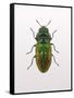 Beetle 1-Design Fabrikken-Framed Stretched Canvas