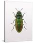 Beetle 1-Design Fabrikken-Stretched Canvas