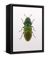 Beetle 1-Design Fabrikken-Framed Stretched Canvas