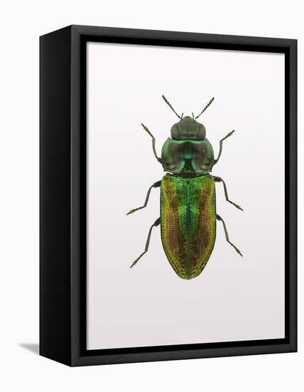 Beetle 1-Design Fabrikken-Framed Stretched Canvas