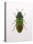 Beetle 1-Design Fabrikken-Stretched Canvas